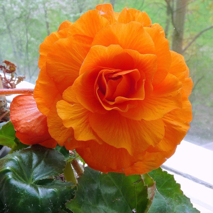 Клубни цветов, купи цветы, Бегония ORANGE махровая ( 2 штуки )