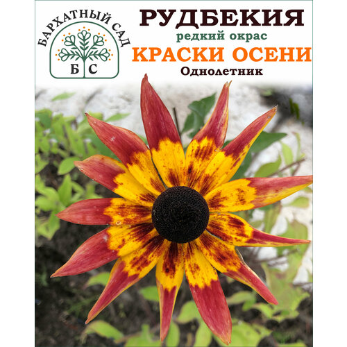 Рудбекия краски осени. Редкий окрас! Однолетник. рудбекия краски осени семена цветы