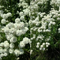 Тысячелистник многолетний Птармика Невеста, очень обаятельное травянистое растение с махровыми белоснежными цветками, 140 семян