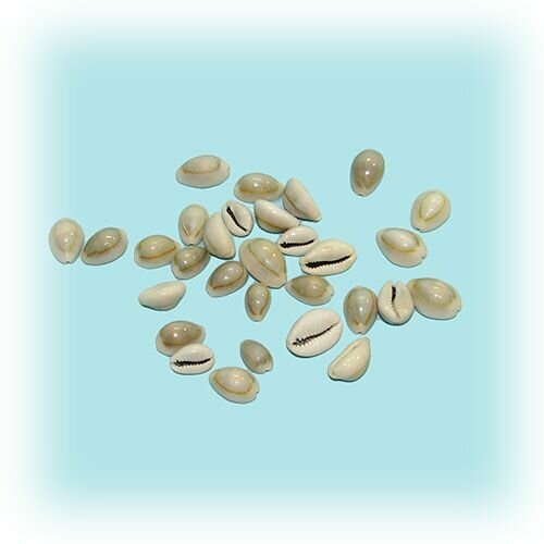 Ракушки морские, натуральные, Ципрея аннулус - 200 грамм