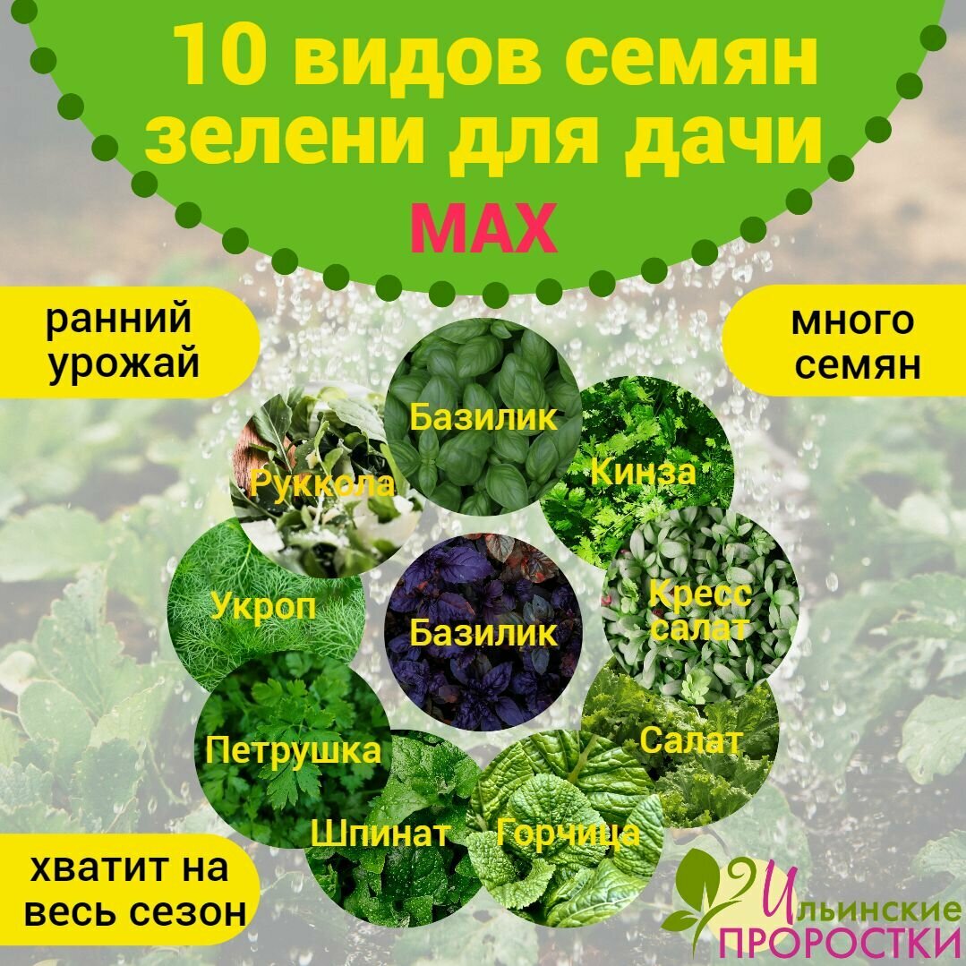 Набор семян  10 видов зелени вашей дачи  MAX  Ильинские проростки