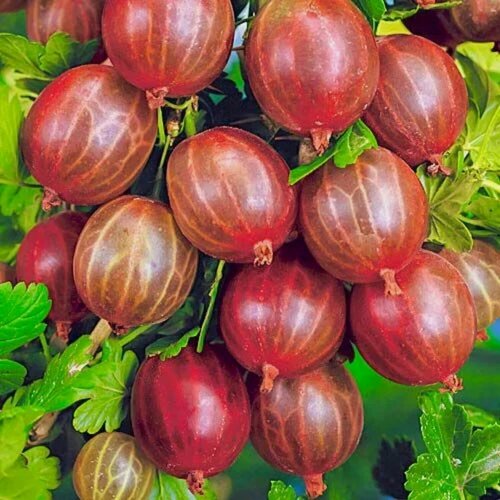 Изображение товара Крыжовник Десертный / 1 шт, высокоурожайный, морозостойкий сорт