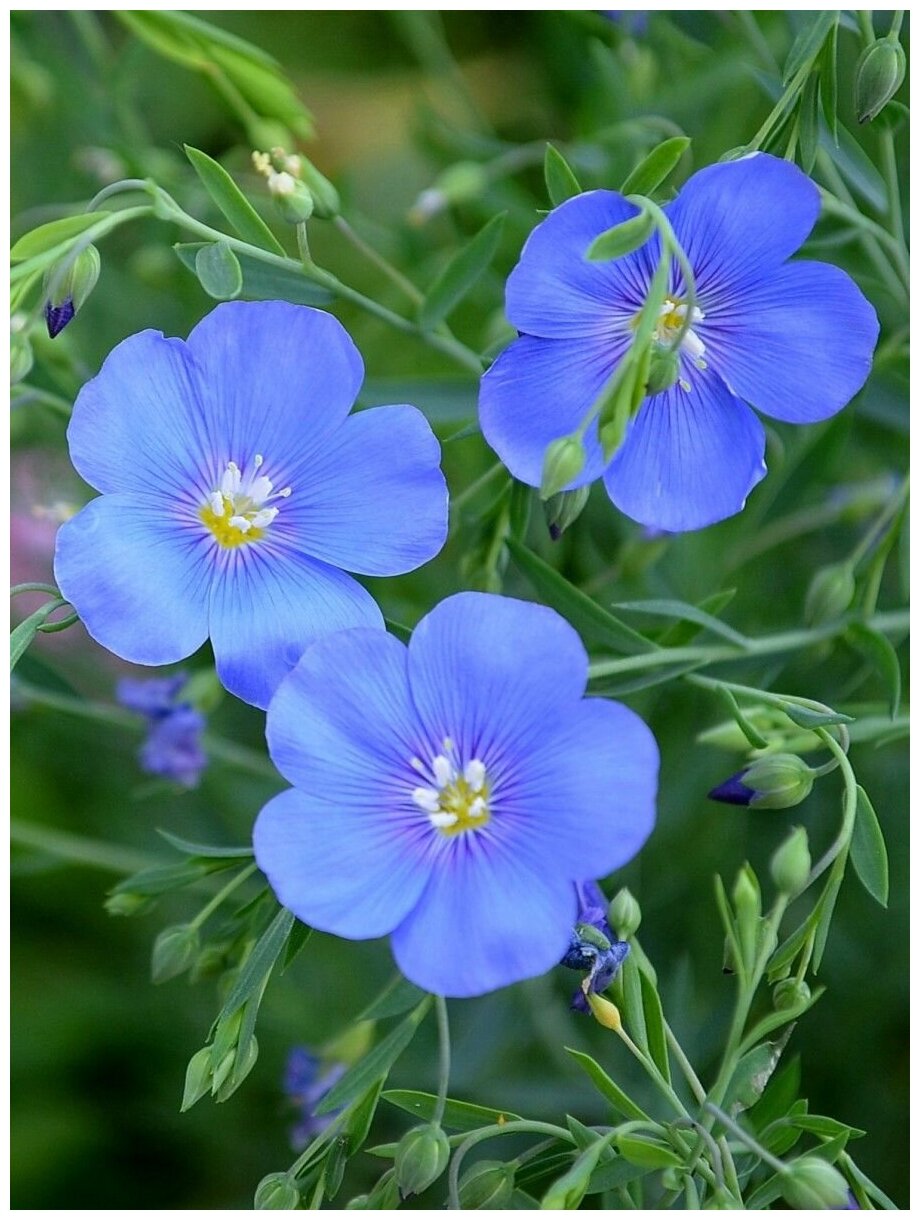 Семена Лен многолетний голубой (Linum perenne), 240 штук