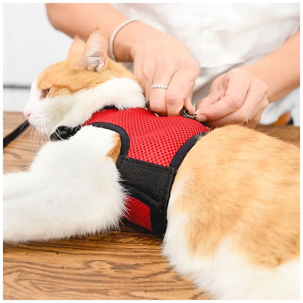 Мягкая шлейка с поводком Ferplast JOGGING XL красный, для кошек - фотография № 8