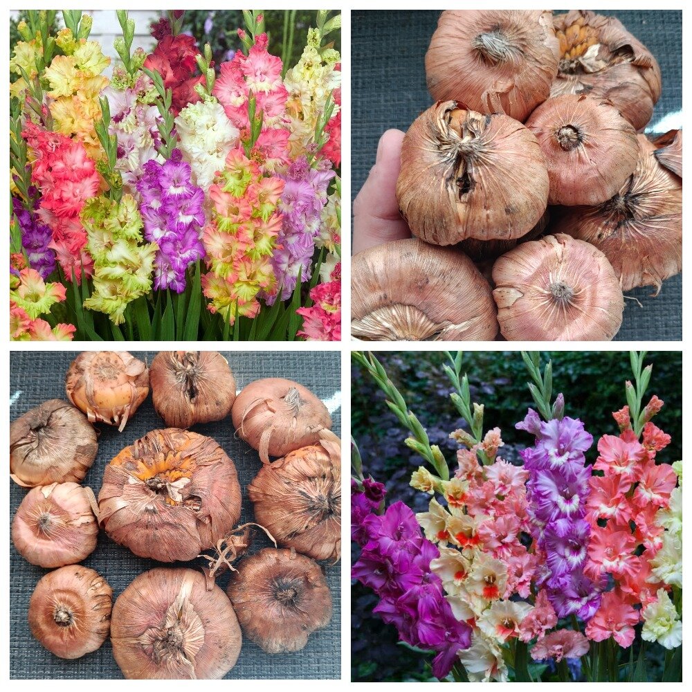 Гладиолус гофрированный, набор отборных луковиц разных сортов и расцветок 10 шт.
