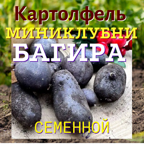 Картофель семенной миниклубни высшая категория сорт багира селекционный семенной картофель мини клубни здравень из лаборатории 10 шт