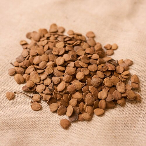 Семена Калины обыкновенной, или красной, съедобной, морозостойкой, неприхотливой, 2 грамм (примерно 54 шт) семена калина обыкновенная красная viburnum opulus 165 штук