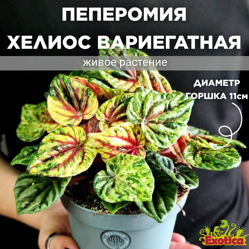 Пеперомия Хелиос Вариегатная (Peperomia Helios Variegata) D11см