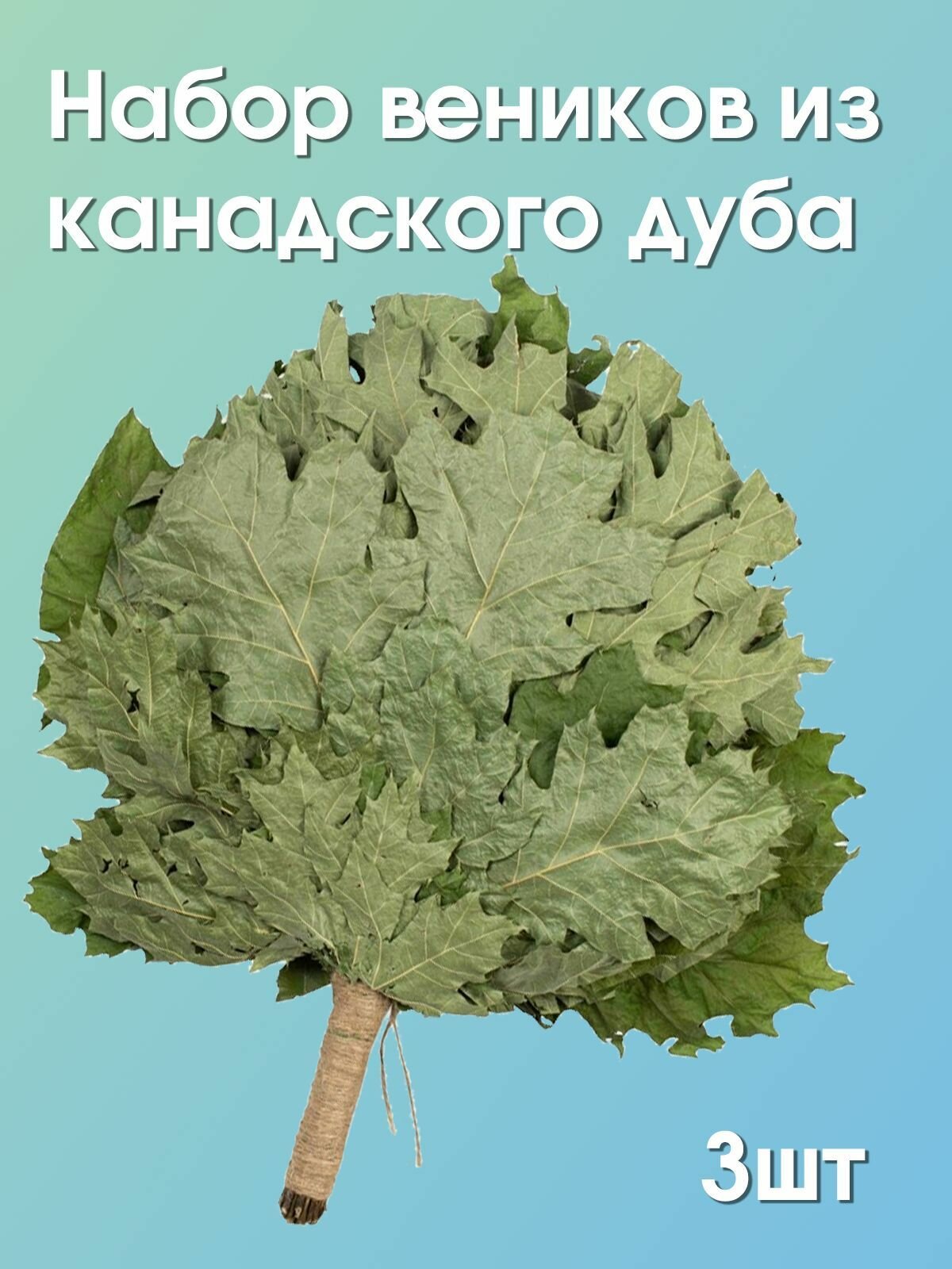 Набор веников из канадского дуба 3шт. Премиум свежий сбор