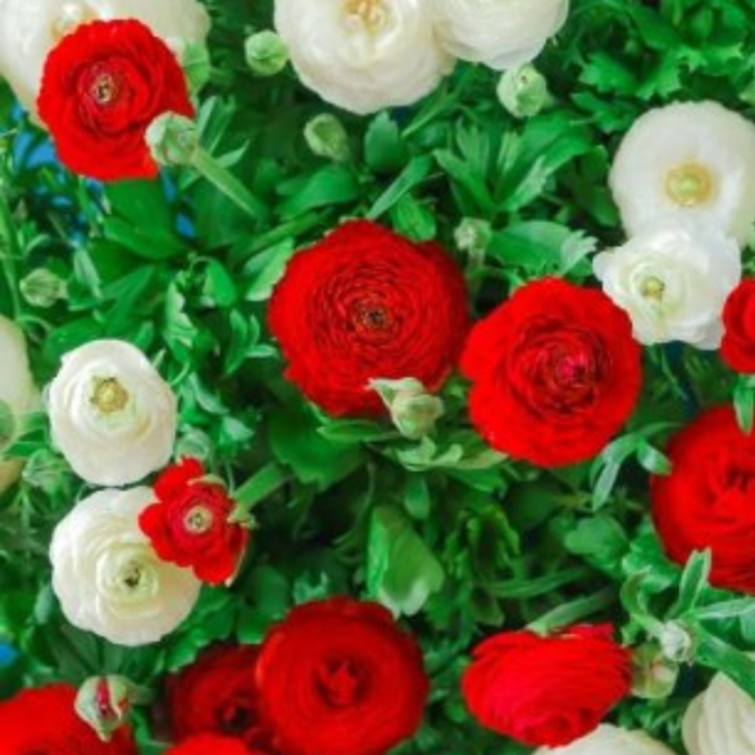 Луковицы цветов, сhipollino flowers, ранункулюс RED AND WHITE MIX (10 луковиц)