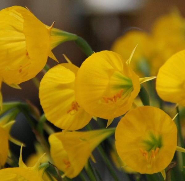 Нарцисс Oxford Gold 5 шт