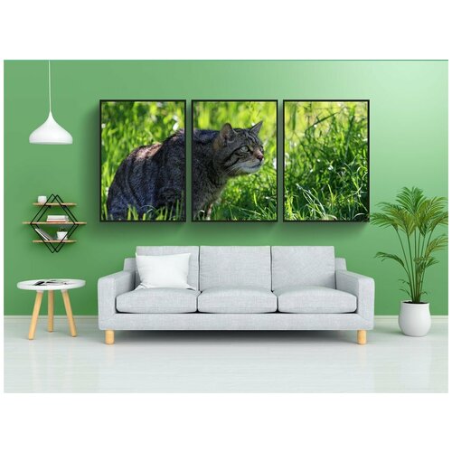 фото Набор модулных постеров для интерьера "кошка, шотландский, дикий" 60x90 см. в тубусе, без рамки lotsprints