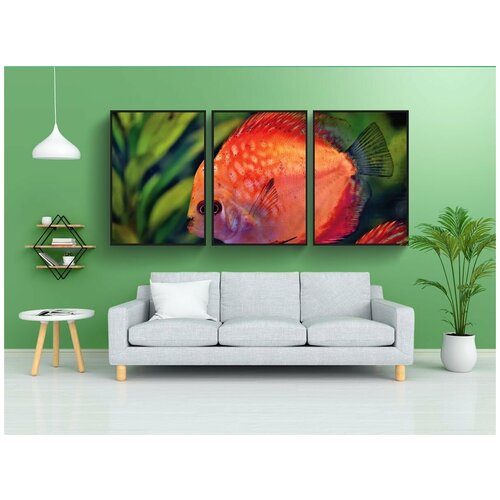 фото Набор модулных постеров для интерьера "рыб discus, discus цихлид, рыбы" 60x90 см. в тубусе, без рамки lotsprints