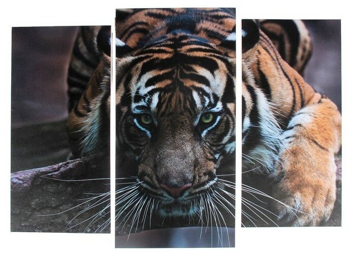 Модульная картина "Тигровый взгляд" (2-25х52; 1-30х60) 60х80 см