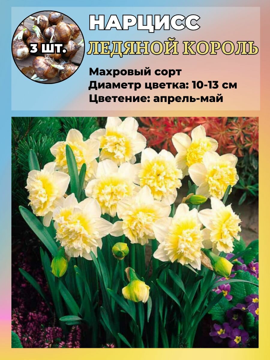Нарцисс махровый луковицы 3 штуки