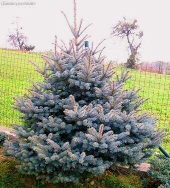 Изображение товара Ель Голубая Роял Блу, С3 (1 саженец в горшке 3 литра), Нидерланды