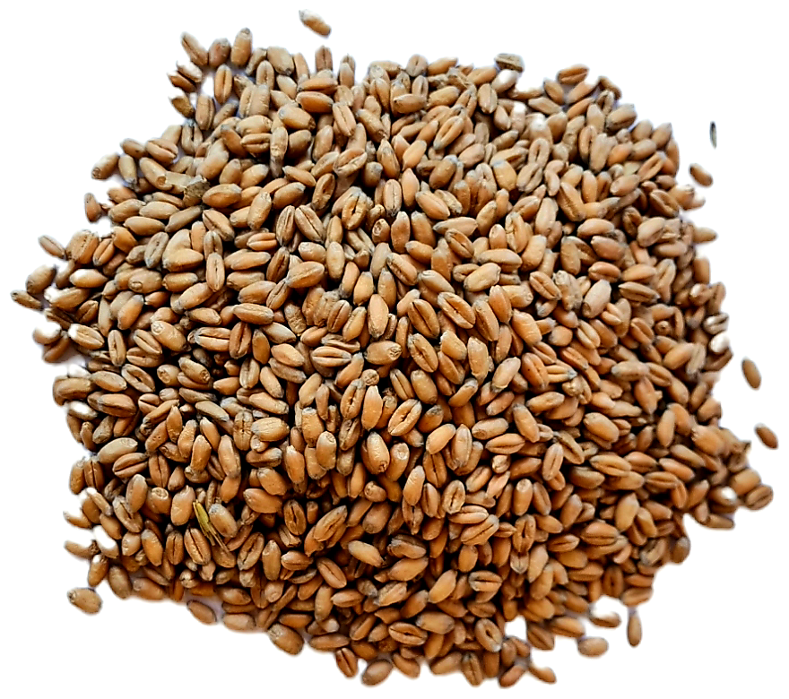 Семена iGROWS пшеница/Для проращивания/ Для домашних животных/ Для питомцев / Трава для кошек/ Дой-пак 200 г. - фотография № 2