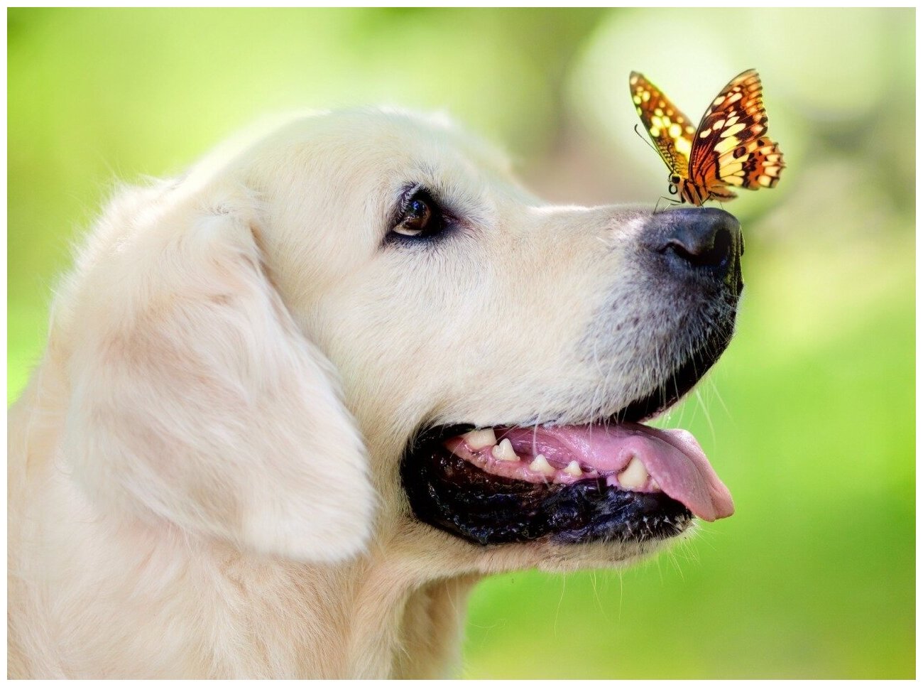 Характеристики модели Картина по номерам Бабочка на носу у собаки, 40х50  см, арт. Q5706 — Картины по номерам и контурам — Яндекс Маркет
