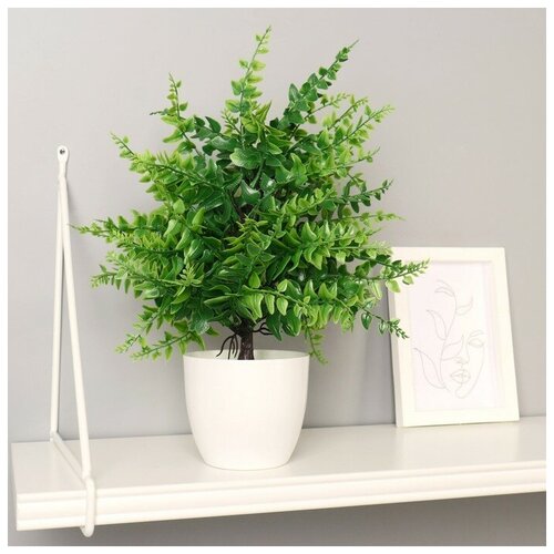 Бонсай в горшке Нефролепсис 9х30 см 1500₽