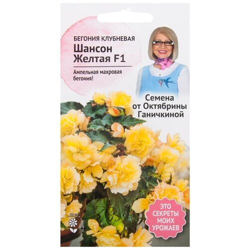 кашпо кольцо 40×8 см ива Семена бегонии клубневой Октябрина Ганичкина Шансон желтая F1 6 шт