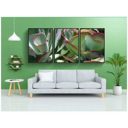 фото Набор модулных постеров для интерьера "мексика, жирное растение, ботанический" 60x90 см. в тубусе, без рамки lotsprints