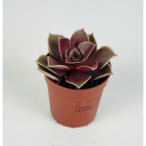 Растение Эхеверия мэджик ред 749₽