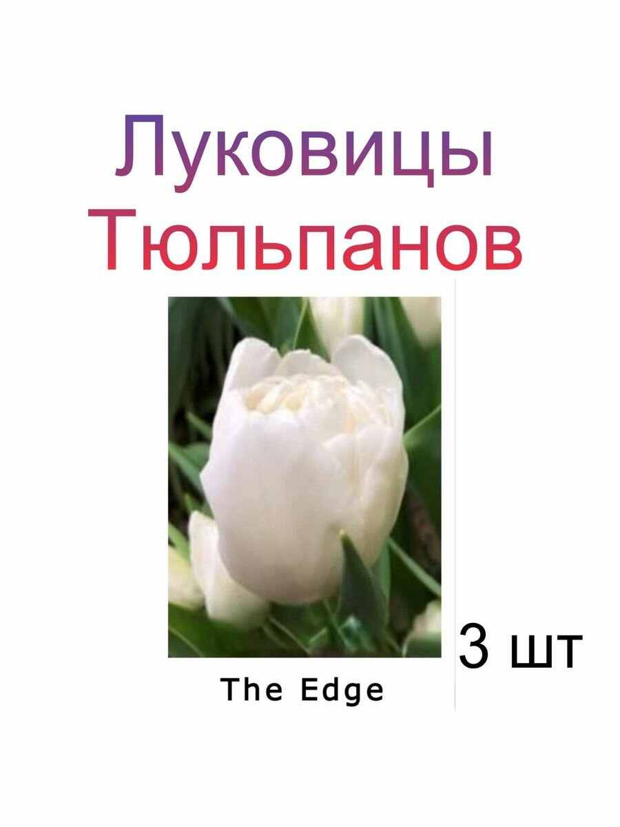 Луковицы Тюльпана The Edge ( 3 шт)