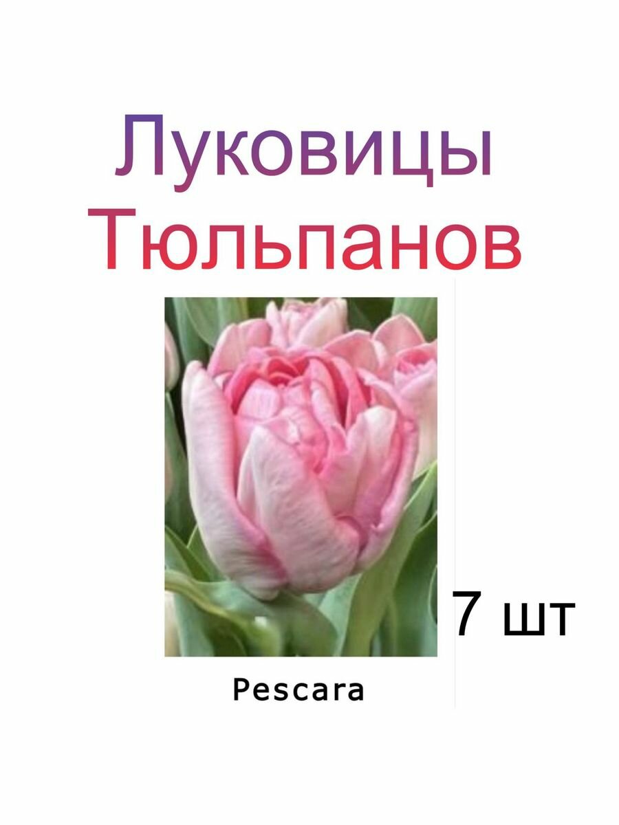 Луковицы Тюльпана Pescara ( 7 шт)