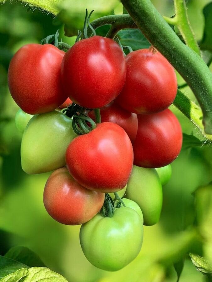 Томат Пинк Хайп F1 5шт  Сады России 