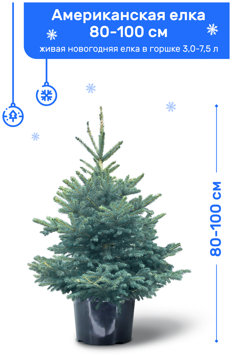 Ель Голубая (Американская) живая новогодняя елка в пластиковом горшке