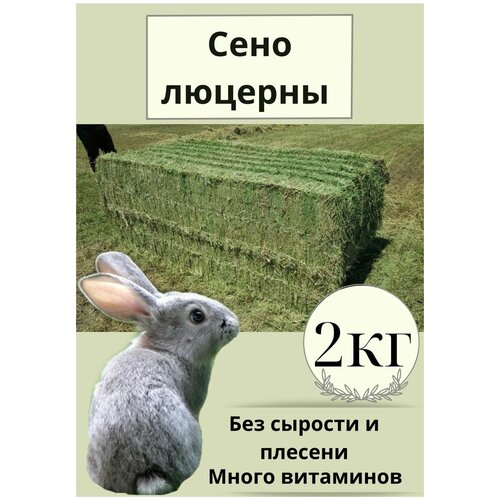 Сено люцерны для грызунов и кроликов