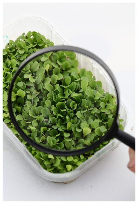 Элитные семена для микрозелени Цикорий листовой зеленый Джельсомино 20 гр. - фотография № 2