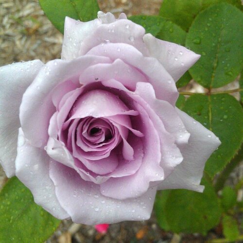 Роза плетистая Клайминг Блю Мун 2 года / коробка роза блю герл нирп