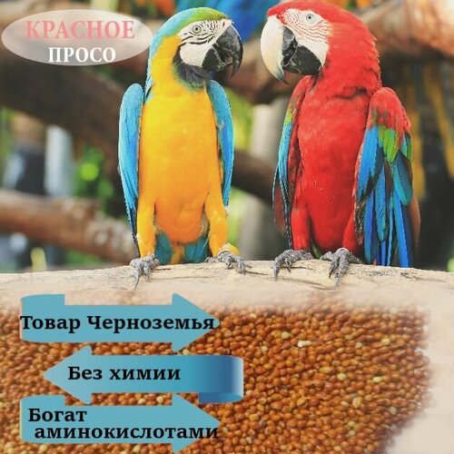 960 мл, семена просо красное / корм для попугаев птиц и грызунов / зерна для проращивания просо желтое 3 кг корм для домашних лесных уличных птиц и мелких грызунов зерно