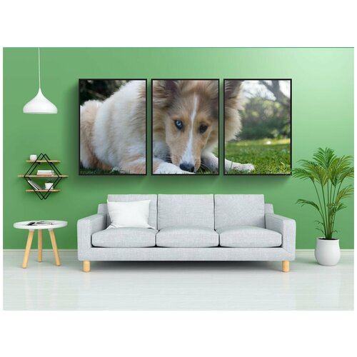 фото Набор модулных постеров для интерьера "колли, собака, молодой" 60x90 см. в тубусе, без рамки lotsprints