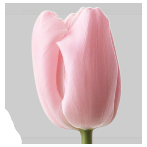 Нежно розовый тюльпан (штучно) на 8 марта