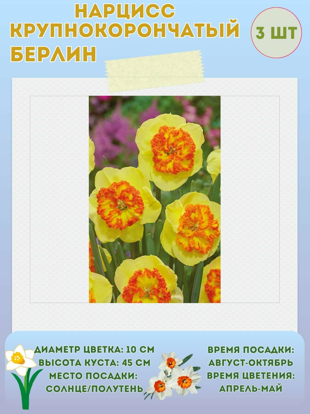 Нарцисс Берлин многолетние цветы луковицы 3 шт