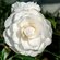 Камелия японская, Camellia japonica White, семена