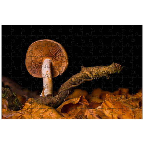 фото Магнитный пазл 27x18см."гриб, диск грибок, лесные грибы" на холодильник lotsprints