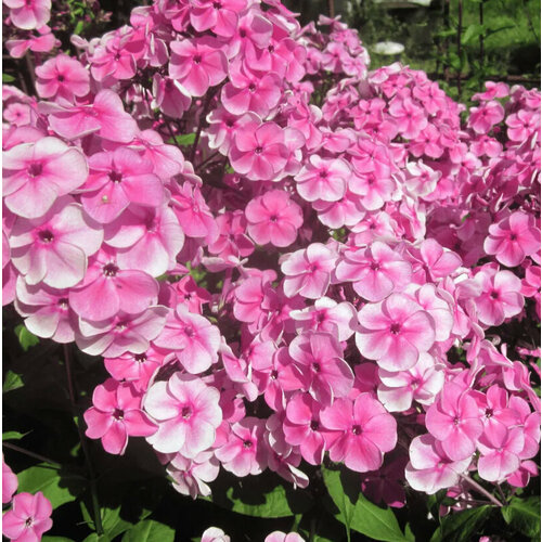 Флокс метельчатый Красотка