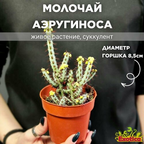 Молочай Аэругиноса (Euphorbia Aeruginosa) D8,5см