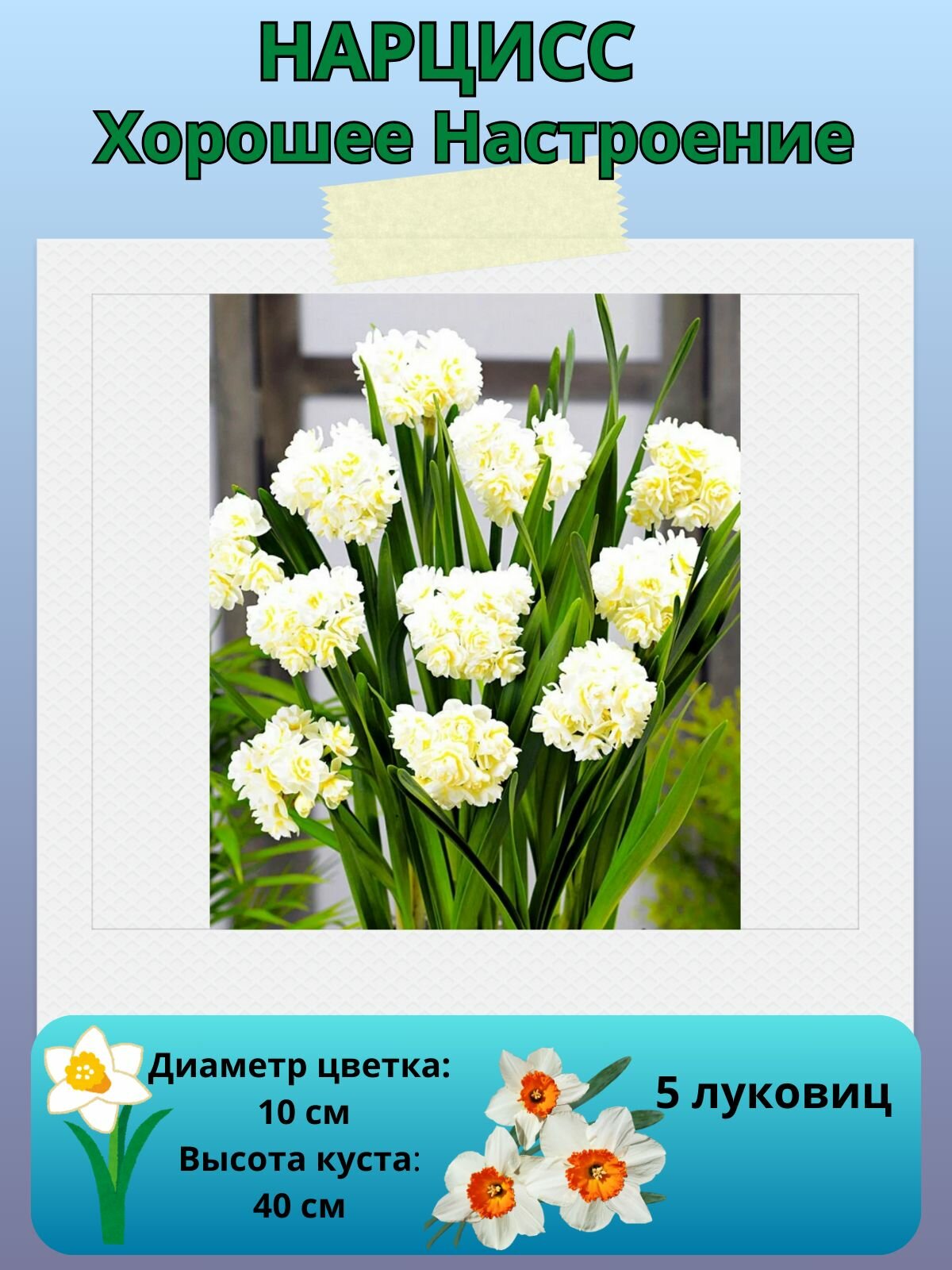 Нарцисс Хорошее Настроение, многолетние цветы, луковицы для посадки 5 шт