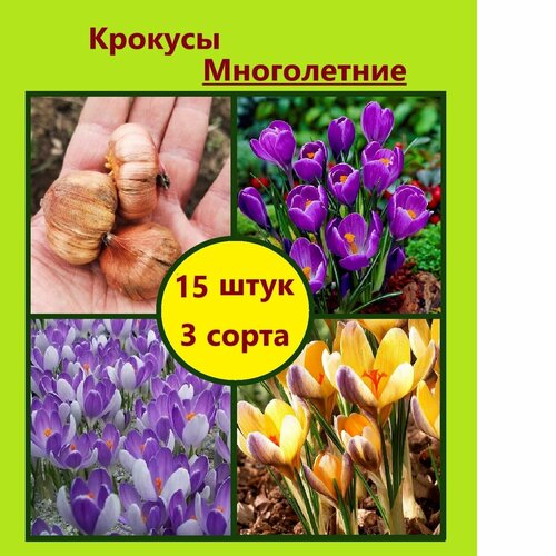 Луковицы Крокусы крупноцветковые Набор 15 штук