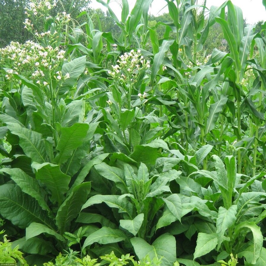 Семена Deodar SEEDS COMPANY Табак Пенсильвания Ред 300 шт.