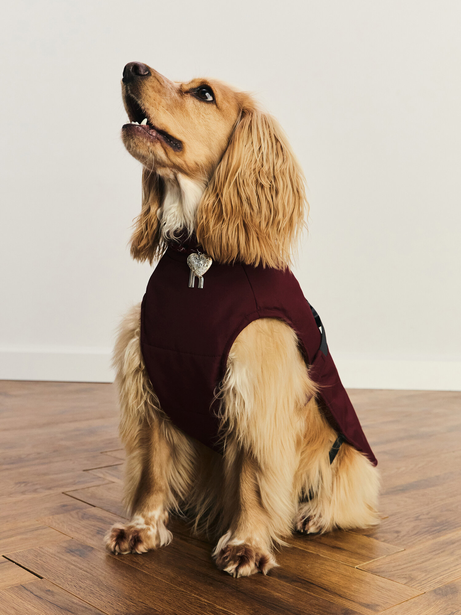 Костюм для животных