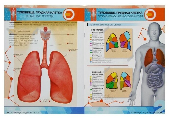 Книга Devar kids в дополненной реальности «Анатомия: органы человека» А4 - фото №2