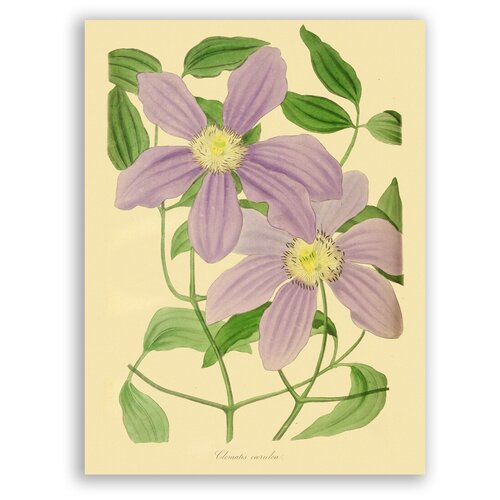     / Clematis Coerulea