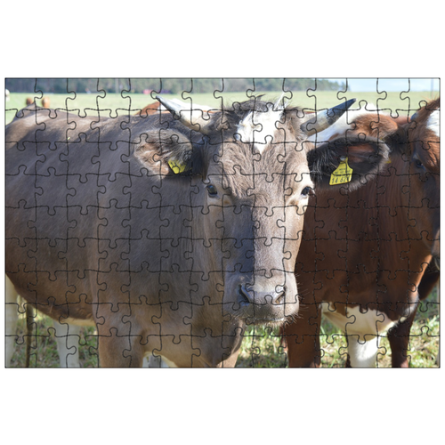 фото Магнитный пазл 27x18см."корова, говядина, рога" на холодильник lotsprints