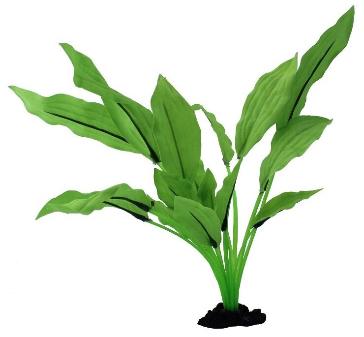 Шелковое растение Prime Эхинодорус Селовианус 13см