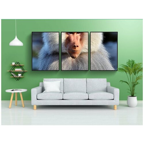 фото Набор модулных постеров для интерьера "бабуин, обезьяна, примат" 60x90 см. в тубусе, без рамки lotsprints
